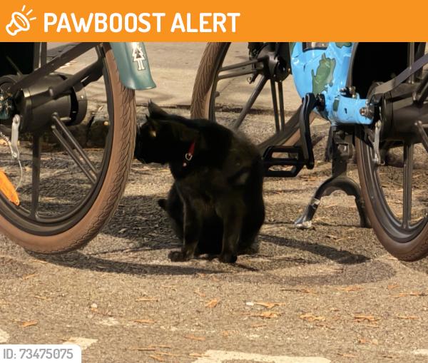 Found/Stray Unknown Cat last seen Cross Street / Florence Street / Upper Street, Islington, London N1 2BA, Greater London, England 