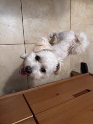 Reunited Male Dog last seen Near W 2nd St, Perris, CA 92570, USA, Perris, CA 92570