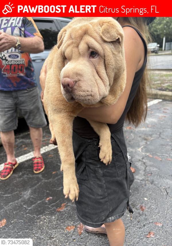 Lost Female Dog last seen North mulberry loop, Pine Ridge, FL 34465