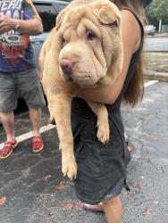 Lost Female Dog last seen North mulberry loop, Pine Ridge, FL 34465