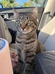Reunited Male Cat last seen Redwood Drive and Highfields Road, Clinton, NJ 08809