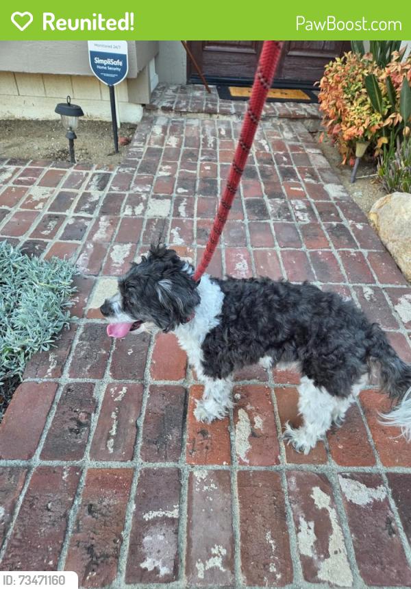 Reunited Unknown Dog last seen Country Club Drive and Golden Hills, La Verne, CA 91750