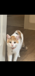 Lost Female Cat last seen Small Branch Trail, Raleigh, Nc, Usa, Raleigh, NC 27610