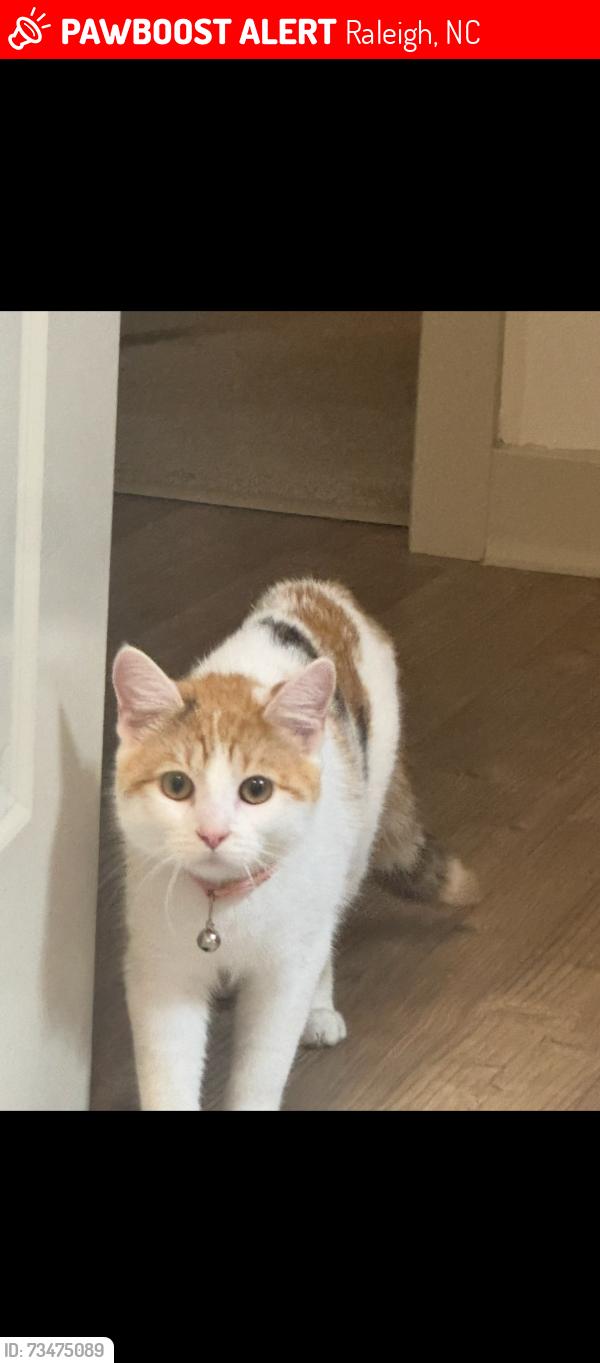 Lost Female Cat last seen Small Branch Trail, Raleigh, Nc, Usa, Raleigh, NC 27610