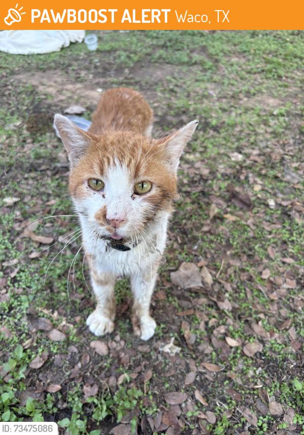 Found/Stray Male Cat last seen apmts next to slow rise on MLK, Waco, TX 76704