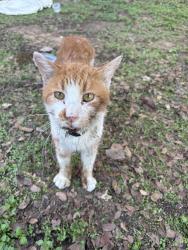 Found/Stray Male Cat last seen apmts next to slow rise on MLK, Waco, TX 76704