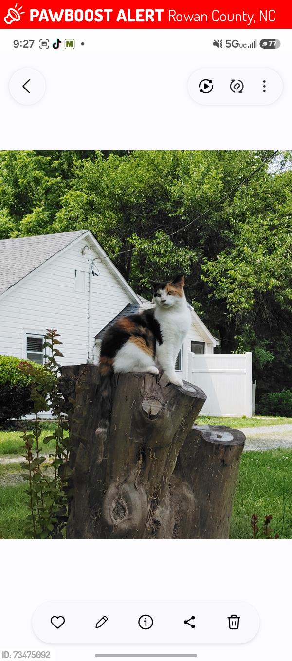 Lost Female Cat last seen Unity church rd, Rowan County, NC 28081