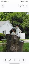 Lost Female Cat last seen Unity church rd, Rowan County, NC 28081