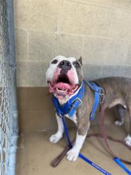 Shelter Stray Male Dog last seen Near BLOCK OF NATIONAL CITY BLVD, 130 Beyer Way, Chula Vista, CA 91911, USA