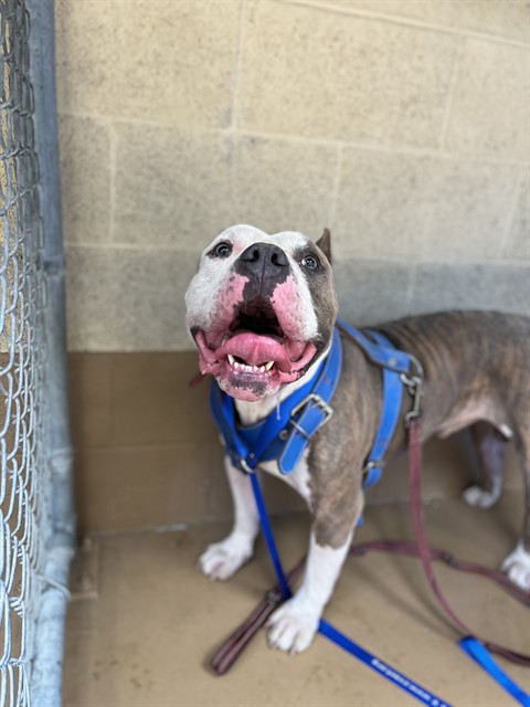 Shelter Stray Male Dog last seen Near BLOCK OF NATIONAL CITY BLVD, 130 Beyer Way, Chula Vista, CA 91911, USA
