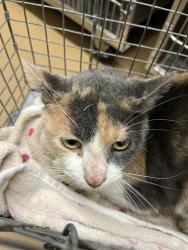 Shelter Stray Female Cat last seen Near BLOCK OF NATIONAL CITY BLVD, 130 Beyer Way, Chula Vista, CA 91911, USA