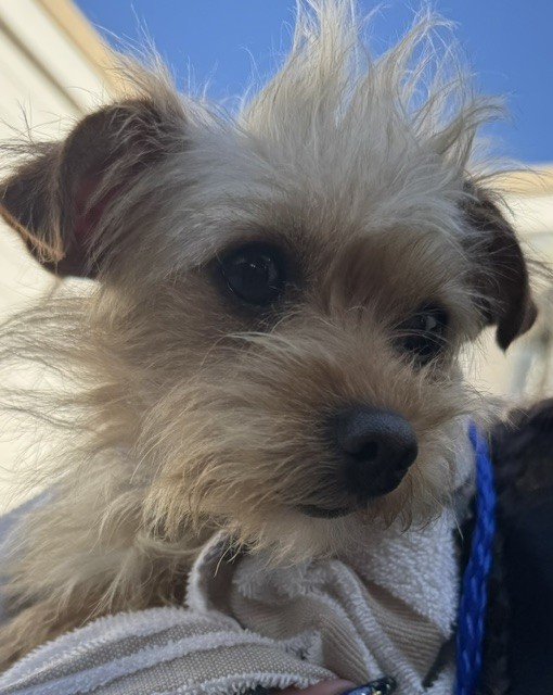 Shelter Stray Female Dog last seen FOUND IN OAKLAND, 1950 Stevenson Blvd, Fremont, CA 94538, USA