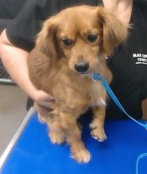 Shelter Stray Male Dog last seen 19TH AVE AND W ORANGEWOOD AVE, 2500 S 27th Ave, Phoenix, AZ 85009, USA