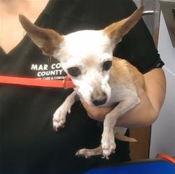 Shelter Stray Female Dog last seen 80TH AVE AND LUKE AVE, 2500 S 27th Ave, Phoenix, AZ 85009, USA
