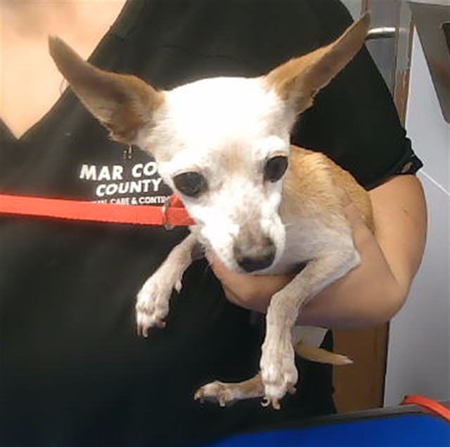 Shelter Stray Female Dog last seen 80TH AVE AND LUKE AVE, 2500 S 27th Ave, Phoenix, AZ 85009, USA