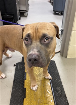 Shelter Stray Male Dog last seen Near BLOCK PARK DR, CASSELBERRY, 232 Eslinger Way, Sanford, FL 32773, USA