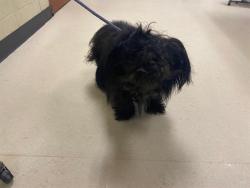 Shelter Stray Male Dog last seen Near BLOCK N 28TH ST, 3839 W Burnham St, West Milwaukee, WI 53215, USA