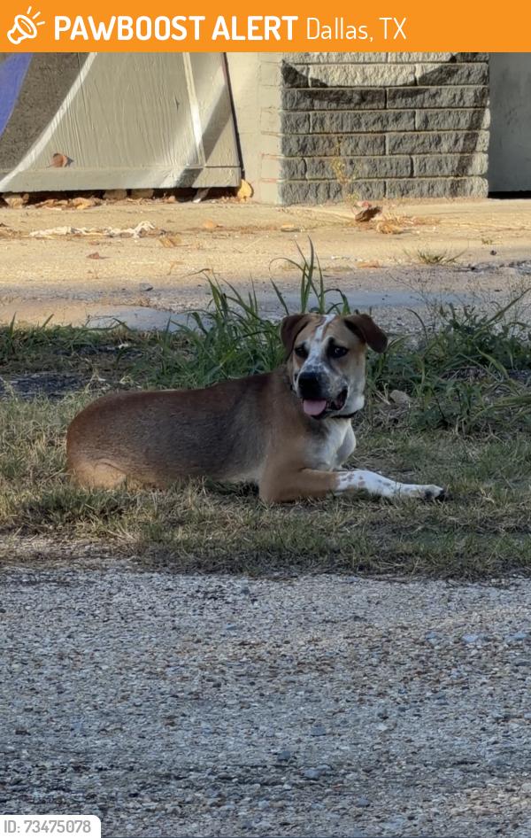 Found/Stray Male Dog last seen Singleton Blvd & Parvia Ave, Dallas, TX 75212