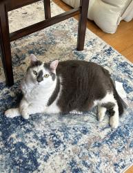 Lost Female Cat last seen The corner of Hillcrest Dr & Oakview Rd, Knoxville, TN 37918