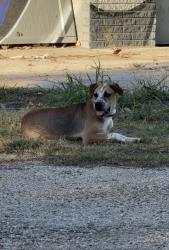 Found/Stray Male Dog last seen Singleton Blvd & Parvia Ave, Dallas, TX 75212