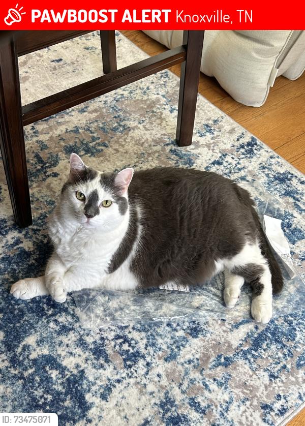 Lost Female Cat last seen The corner of Hillcrest Dr & Oakview Rd, Knoxville, TN 37918