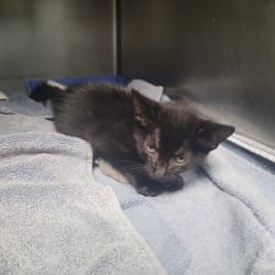Shelter Stray Female Cat last seen , 11361 W Pico Blvd, Los Angeles, CA 90064, USA