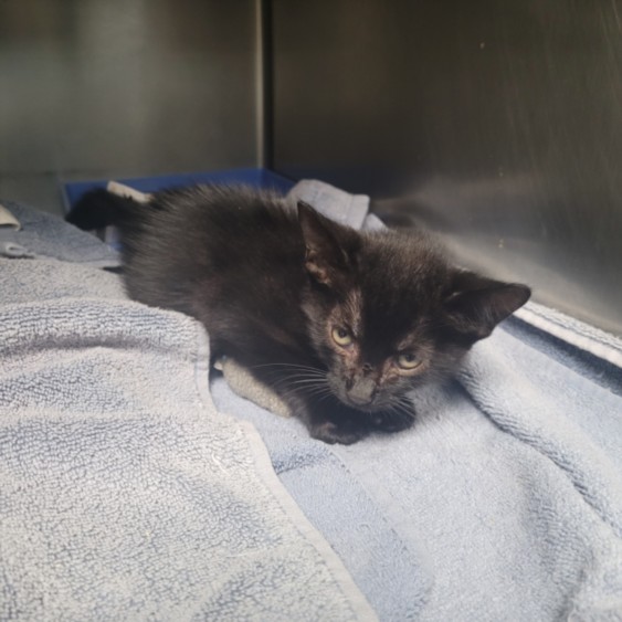 Shelter Stray Female Cat last seen , 11361 W Pico Blvd, Los Angeles, CA 90064, USA