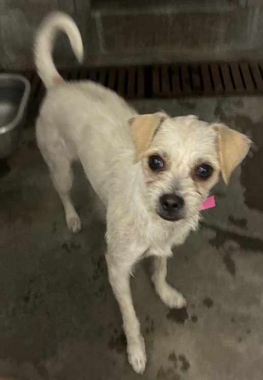 Shelter Stray Female Dog last seen , 11361 W Pico Blvd, Los Angeles, CA 90064, USA