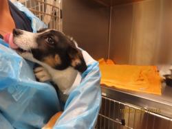 Shelter Stray Female Dog last seen 67TH AVE/OCOTILLO, 5501 E Van Buren St, Phoenix, AZ 85008, USA