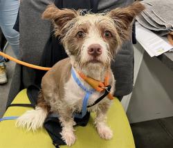 Shelter Stray Male Dog last seen E EXETER ST EUSTIS, 12280 County Rd 448, Tavares, FL 32778, USA