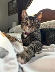 Reunited Male Cat last seen Highbury, Mercedes, Alter, Dayton, OH 45424