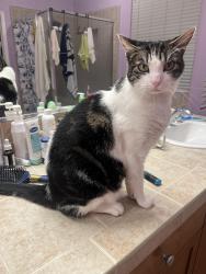 Reunited Male Cat last seen Stage coach place, San Diego, CA 92129