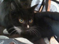 Shelter Stray Male Cat last seen CHARLOTTE, 8315 Byrum Dr, Charlotte, NC 28217, USA