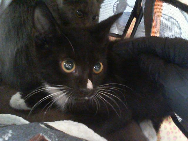 Shelter Stray Male Cat last seen CHARLOTTE, 8315 Byrum Dr, Charlotte, NC 28217, USA