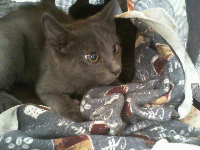Shelter Stray Male Cat last seen CHARLOTTE, 8315 Byrum Dr, Charlotte, NC 28217, USA