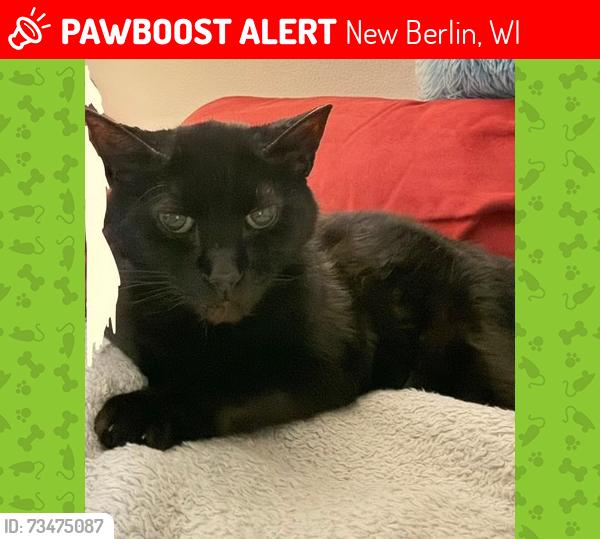 Lost Male Cat last seen 134th and fountain square, new berlin, wi., New Berlin, WI 53151