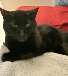 Lost Male Cat last seen 134th and fountain square, new berlin, wi., New Berlin, WI 53151