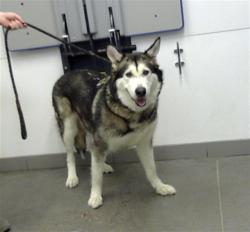 Shelter Stray Female Dog last seen SOUTHERN AVE AND HAWES RD, 1920 S Lewis, Mesa, AZ 85210, USA
