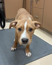 Shelter Stray Male Dog last seen FOX HOLLOW CT,63033, 10521 Baur Blvd, Olivette, MO 63132, USA