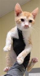 Shelter Stray Male Cat last seen DIAS AVE & STOCKTON BLVD, 2127 Front St, Sacramento, CA 95818, USA