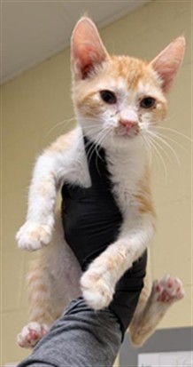 Shelter Stray Male Cat last seen DIAS AVE & STOCKTON BLVD, 2127 Front St, Sacramento, CA 95818, USA