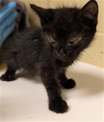 Shelter Stray Male Cat last seen DIAS AVE & STOCKTON BLVD, 2127 Front St, Sacramento, CA 95818, USA