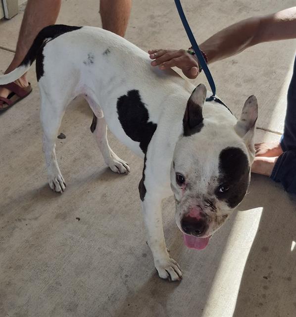 Shelter Stray Male Dog last seen FM 78, 4710 TX-151, San Antonio, TX 78227, USA