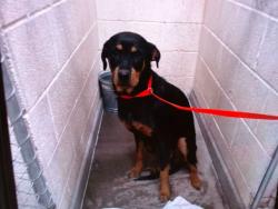 Shelter Stray Female Dog last seen Near BLOCK UTE RD NW 87105, 11800 Sunset Gardens Rd SW, Albuquerque, NM 87121, USA