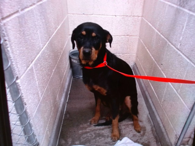 Shelter Stray Female Dog last seen Near BLOCK UTE RD NW 87105, 11800 Sunset Gardens Rd SW, Albuquerque, NM 87121, USA