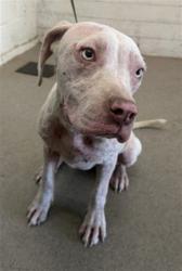 Shelter Stray Female Dog last seen ARROWHEAD AND 3RD, 333 Chandler Pl, San Bernardino, CA 92408, USA