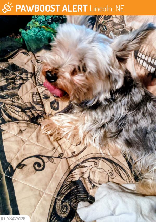 Found/Stray Female Dog last seen 66th @ Benton, Lincoln, NE 68507