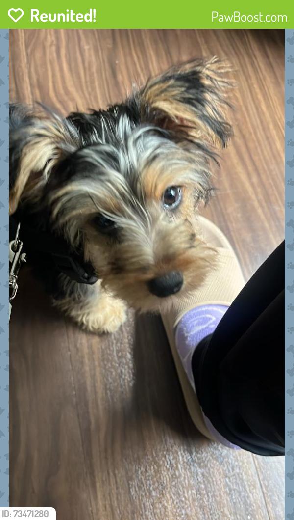 Reunited Male Dog last seen By the Ridgmar Mall, Fort Worth, TX 76116