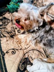 Found/Stray Female Dog last seen 66th @ Benton, Lincoln, NE 68507