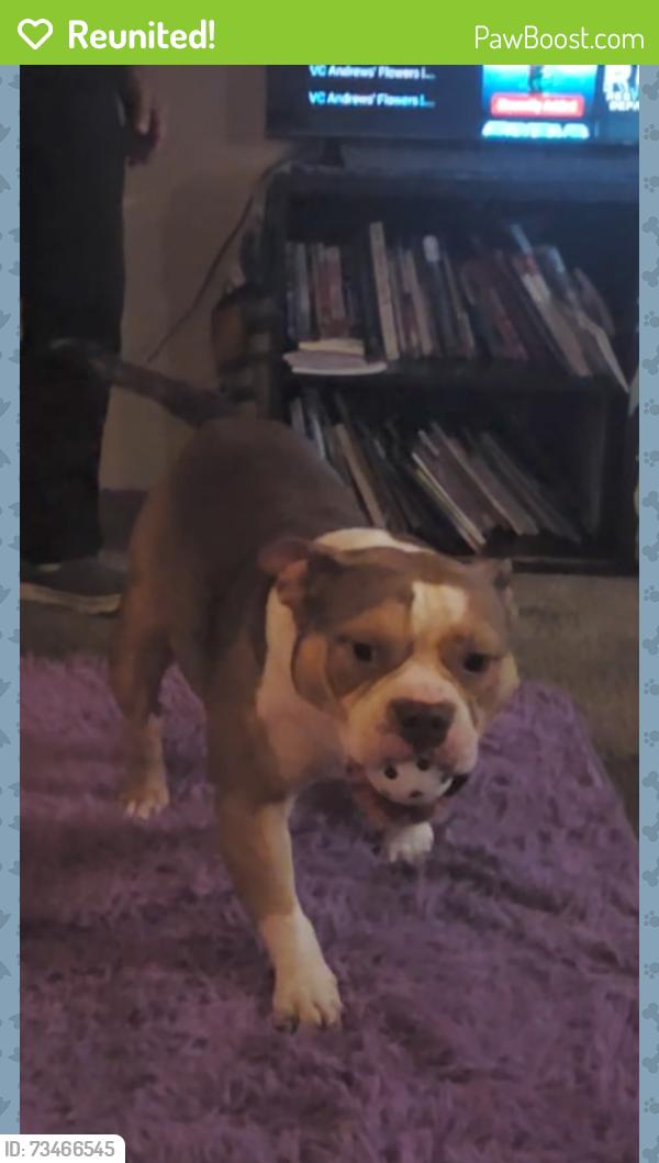 Reunited Male Dog last seen dollar general Highway 17 Bostwick Florida 32177, Palatka, FL 32177